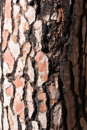 Pine bark