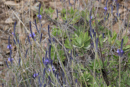 Wild Lavender