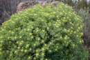 Euphorbia