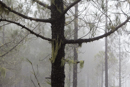 Lichen in the forest