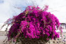 Bougainvillea