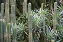 In the hotel's cactus garden