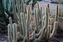 In the hotel's cactus garden