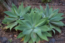 In the hotel's cactus garden