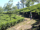 Tea garden