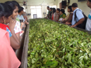 Visiting a tea factory