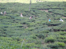 Picking tea