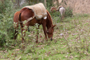 Our pack horses