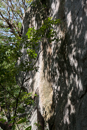 Shadows in the forest