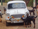 Goats on the road