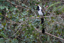 In Periyar National Park