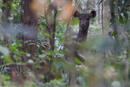 In Periyar National Park