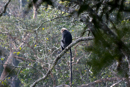 Golden Langur