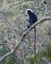 Golden Langur