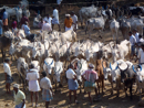 Cattle market