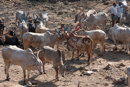 Cattle market