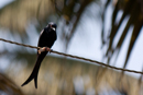 Drongo