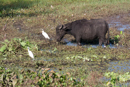 Cattle Egrets