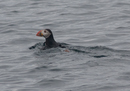 Puffin