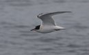 Tern