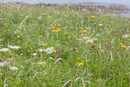 Machair