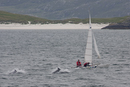 Dolphins in Castle Bay