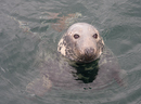 Seal at Canna