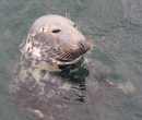 Seal at Canna