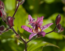 Achamore Gardens Gigha