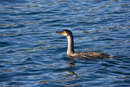 Cormorant