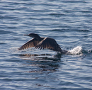 Cormorant