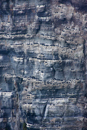 Bird city. Marwick Head Orkney