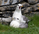 Fulmars nesting by a footpath