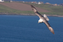 Fulmar at Sumburgh Head