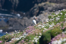 Puffin at Sumburgh Head