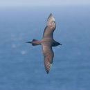 Arctic Skua at Sumburgh Head