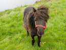 Shetland Pony