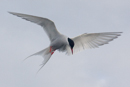 Tern fishing in Balta Sound