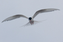 Tern fishing in Balta Sound