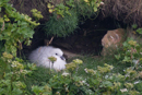 Fulmar Chick, Mousa