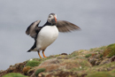 Puffin on Fair Isle