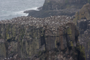 Guillemots on Rathlin Island