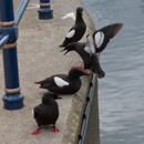 Black Guillemots in Bangor