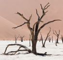 Dead Valley - Sossusvlei