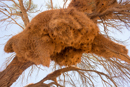 Sociable Weaver Bird Nest - Sossusvlei