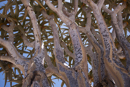 Quiver Tree