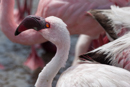 Flamingo - Walvis Bay