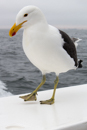 Kelp Gull - Walvis Bay