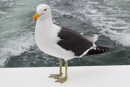 Kelp Gull - Walvis Bay