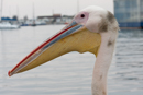 Pelican - Walvis Bay